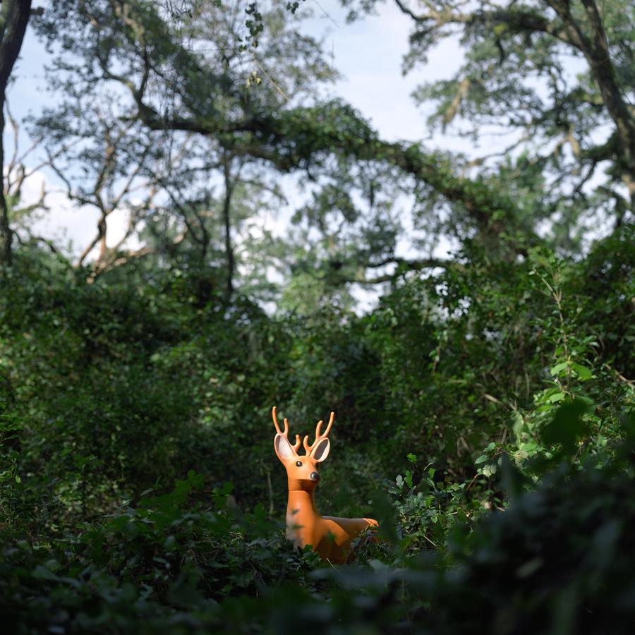 Alexander Diaz, "White-Tailed Deer, Apalachicola National Forest"