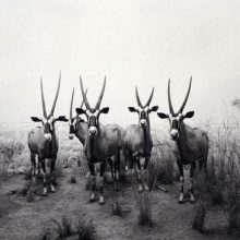 Hiroshi Sugimoto