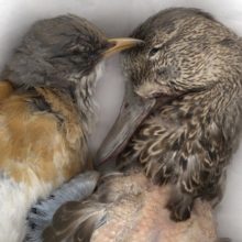 José Antonio Martínez