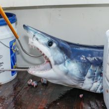 Maggie Shannon, "Swamp Yankee"