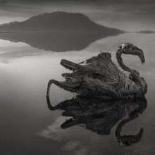 Nick Brandt