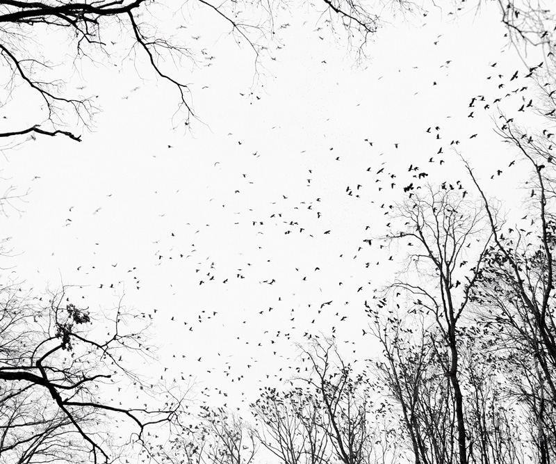 Tamas Dezso, "Crows (Near Debrecen, East Hungary"
