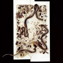 Terry Evans’ “Heartland”